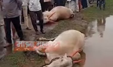 कासारी नदी पात्रात वाहून गेल्याने दोन बैलांचा मृत्यू