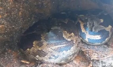 लाकडी डेपोजवळ सापडला सात फुटांचा अजगर