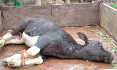 राधानगरी तालुक्यातील तुरंबे गावातील जनावरांना लम्पीची लागण