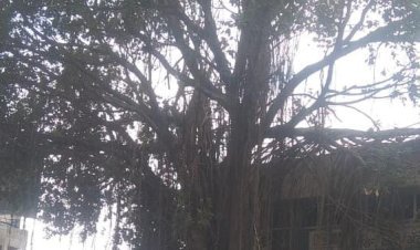 ठेकेदार जाणीवपूर्वक या झाडाच्या फांद्यांची छाटणी करत नाहीत