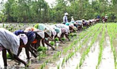 पीक स्पर्धेसाठी प्रयोगशील शेतकऱ्यांनी अर्ज सादर करण्याचे आवाहन