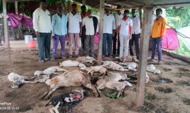 बिबट्या सदृश्य प्राण्यांच्या हल्ल्यात १५ बकरी ठार
