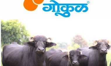 गोकुळच्या जातिवंत म्हैशी विक्री केंद्राचे शुक्रवारी उद्घाटन - चेअरमन अरुण डोंगळे