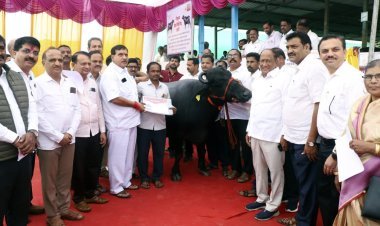 म्हैस विक्री केंद्रामध्ये जातिवंत, दुधाळ व निरोगी म्हैशी उपलब्ध- अरुण डोंगळे