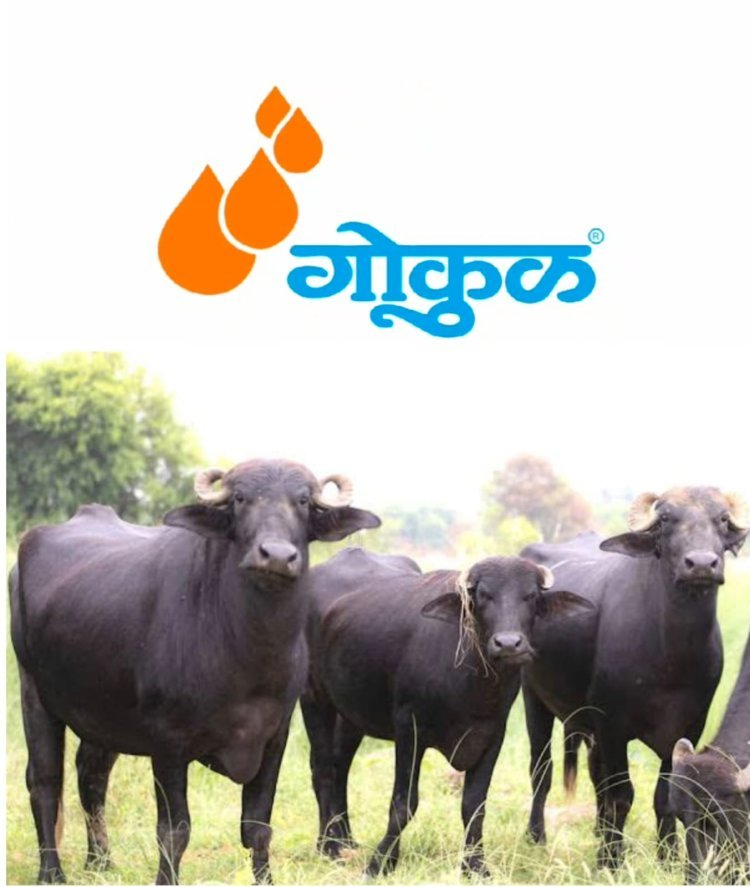 गोकुळच्या जातिवंत म्हैशी विक्री केंद्राचे शुक्रवारी उद्घाटन - चेअरमन अरुण डोंगळे