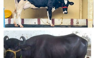 गोकुळश्री स्पर्धेत लिंगनूर कसबा नूलच्‍या शुभम मोरे यांची म्‍हैस प्रथम तर सांगावचे संकेत चौगले यांची गाय प्रथम क्रमांक प्राप्‍त