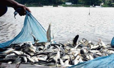 वातावरणातील बदलामुळे माशांचा दर वाढला