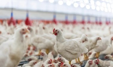 महाराष्ट्रात बर्ड फ्लू ची एंट्री , मानवांमध्ये लक्षणे काय?