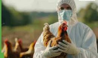 लातूर  येथे ४२०० कोंबड्यांचा मृत्यू