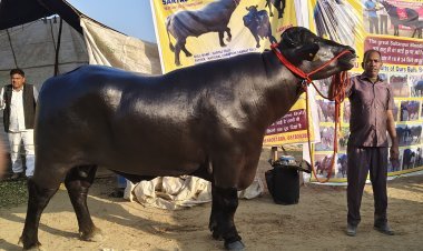 भीमा कृषी पशू  प्रदर्शनाचे २१ ते २४ फेब्रुवारी रोजी  मेरी वेदर मैदान येथे  आयोजन  : खा. धनंजय महाडिक