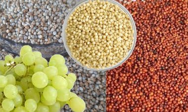 कोल्हापूरात १ ते ५ मार्च  रोजी मिलेट ,फळ महोत्सव