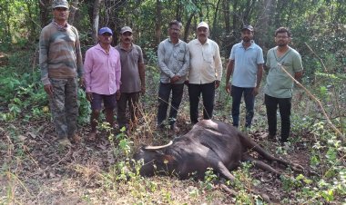 पडखंबेत गव्यांच्या धडकेत म्हैस ठार
