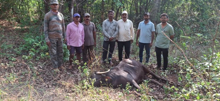 पडखंबेत गव्यांच्या धडकेत म्हैस ठार