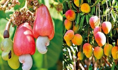 प्रधानमंत्री पिक विमा योजनेंतर्गत पुनर्रचित हवामानावर आधारीत फळपिक विमा योजना