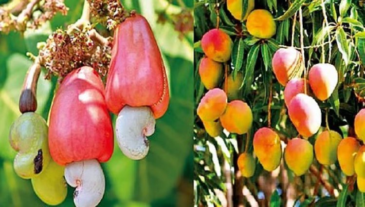 प्रधानमंत्री पिक विमा योजनेंतर्गत पुनर्रचित हवामानावर आधारीत फळपिक विमा योजना