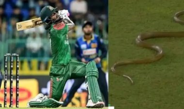 क्रिकेट सामन्यादरम्यान मैदानात घुसलेल्या सापाने उडवली खळबळ
