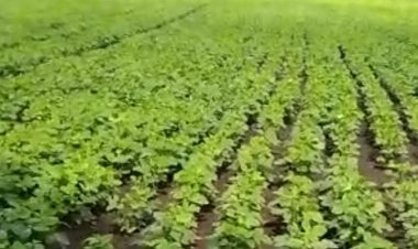 अन्नधान्य, कडधान्य व गळीतधान्य पिकांसाठी राज्यांतर्गत पीकस्पर्धा