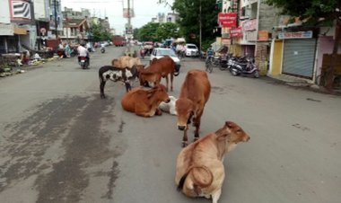 सार्वजनिक ठिकाणी आढळणारी जनावरे जप्त होणार
