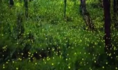 महाराष्ट्रातील 'या' गावात काजव्यांचा झगमगाट