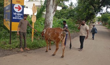 महापालिकेने दोन जनावरे जप्त करून पांजरपोळ संस्थेकडे केली सुपूर्द