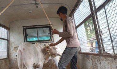 सार्वजनिक ठिकाणी आढळणारी तीन जनावरे जप्त