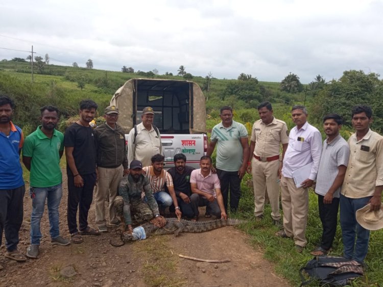 लाकडाच्या ओंडक्यासारखा दिसणारा भाग खरोखरच मगर निघाली अन्  तरुणांनी...