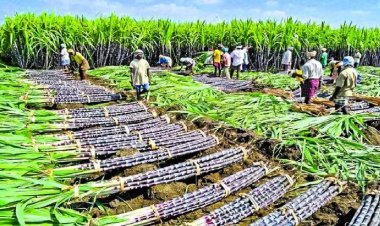 शेतकऱ्यांसाठी खुशखबर ; आता ऊसाला मिळणार 'इतका' दर