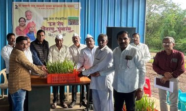 उत्पादन वाढीसाठी 'शाहू' च्या रोपवाटिकेतील दर्जेदार - निरोगी ऊस रोपांचा वापर करा - अमरसिंह घोरपडे