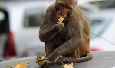 दयाळूपणाच्या नावाखाली धोका ; वन्यप्राण्यांना मानवी अन्न देणे ठरते जीवघेणे