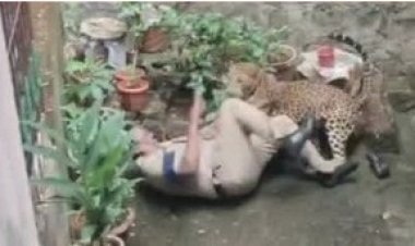 कोल्हापुरात बिबट्याचा शिरकाव ; 'या' परिसरात गोंधळ उडाला