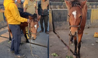 थंडीच्या कडाक्यात शिवाजी पुलावर घोड्यासोबत घडलं असं काही...