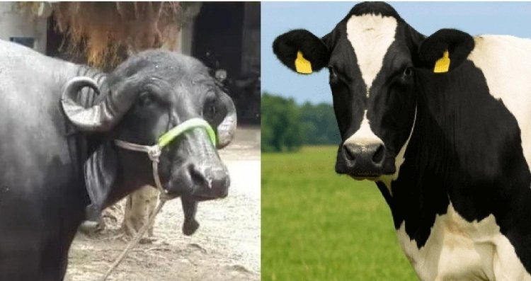 ‘गोकुळश्री’ स्पर्धेत केर्ली च्‍या विश्वास कदम यांची म्‍हैस प्रथम, तर रांगोळीचे युवराज चव्हाण यांची गाय प्रथम