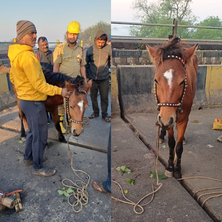 थंडीच्या कडाक्यात शिवाजी पुलावर घोड्यासोबत घडलं असं काही...