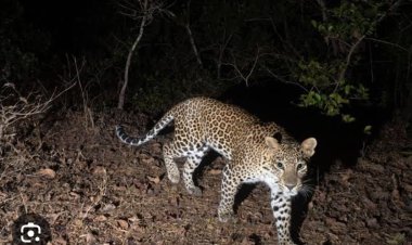 तेरसवाडी पैकी कदमवाडी येथील 'चव्हाट्याचा माळ' परिसरात बिबट्याचे दर्शन