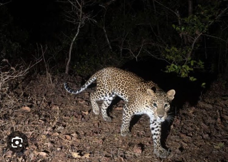 तेरसवाडी पैकी कदमवाडी येथील 'चव्हाट्याचा माळ' परिसरात बिबट्याचे दर्शन