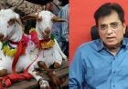कुर्बानीला विरोध, तरी परवानगीची मागणी; भाजप नेत्यावर स्पष्टीकरणाची वेळ