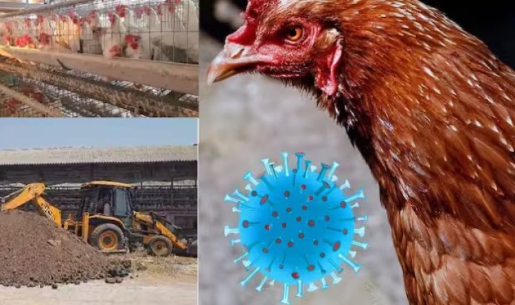 नवापूरात बर्ड फ्ल्यू: 1.5 लाख कोंबड्या व 20 हजार अंडी नष्ट, प्रशासन अलर्ट मोडवर
