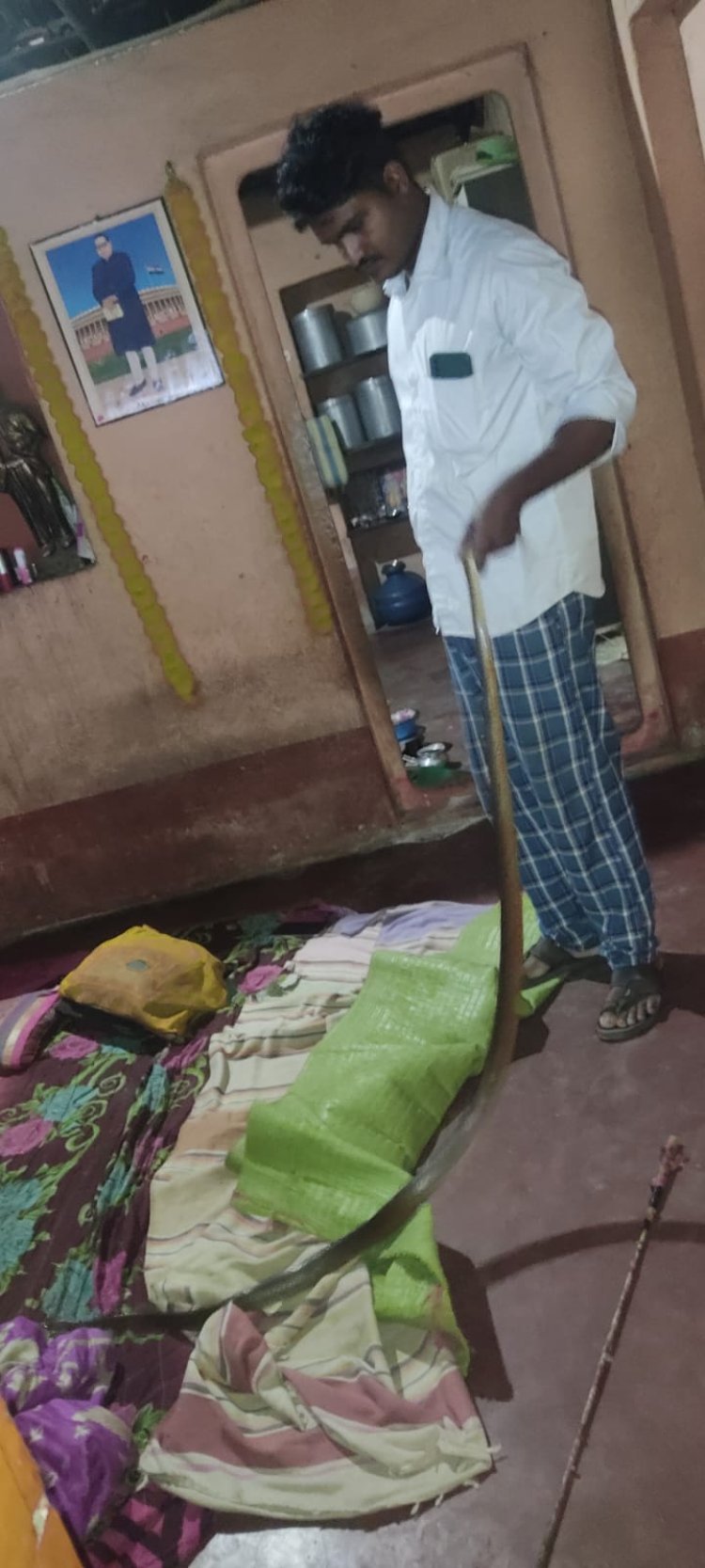 नवे दानवाडात अंथरूणातील सापाला जीवदान: सर्पमित्र सोहेल गवंडी यांचे प्रसंगावधान