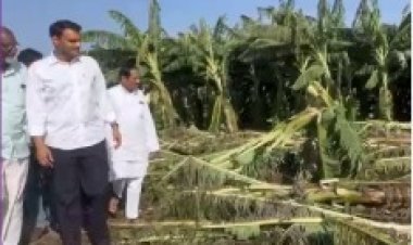 फळबागांचे नुकसान; युगेंद्र पवारांचा सरकारला इशारा