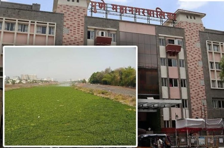 "8 कोटी खर्च करूनही जलपर्णीचा विळखा कायम! पुणे महापालिकेच्या कामांवर गंभीर प्रश्न"