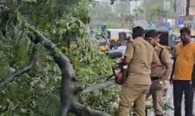 कोल्हापूर मनपाच्या गार्डन विभागाचा कारभार वाऱ्यावर; फायर विभाग करावी लागत आहे झाडे हटवण्याची कामे