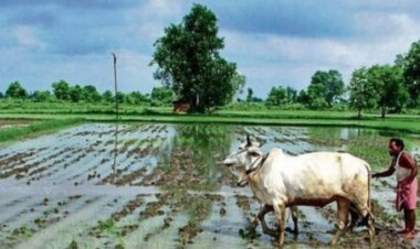 महाराष्ट्रात खरीप पेरण्यांना वेग! राज्यात 74% पेरणी पूर्ण; सोयाबीन, तूर आणि मक्याची स्थिती काय?