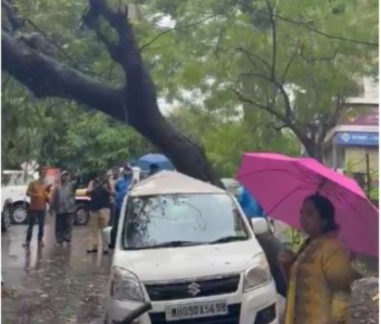शहरात झाडे कोसळण्याचे सत्र सुरूच ; राजारामपुरीत एकाच दिवशी ४ झाडे कोसळली, नागरिक संतप्त