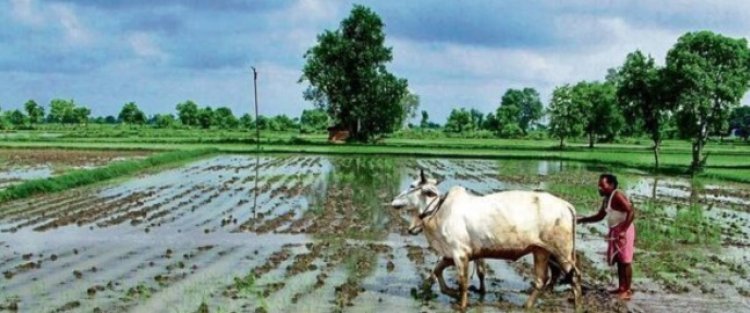 महाराष्ट्रात खरीप पेरण्यांना वेग! राज्यात 74% पेरणी पूर्ण; सोयाबीन, तूर आणि मक्याची स्थिती काय?