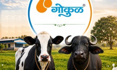 'गोकुळ'चा दूध उत्पादकांसाठी मोठा निर्णय; म्हैस दुधाच्या खरेदी दरात १.५० रुपये, तर गाय दुधात १ रुपयांची वाढ