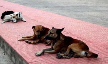 भटक्या कुत्र्यांच्या वाढत्या त्रासावर हायकोर्टाचे कठोर निर्देश; सरकारने ‘एबीसी’ (ABC) नसबंदी मोहीम आक्रमकपणे राबवावी