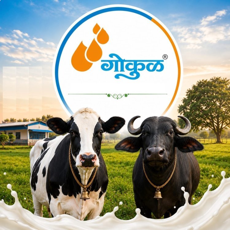 'गोकुळ'चा दूध उत्पादकांसाठी मोठा निर्णय; म्हैस दुधाच्या खरेदी दरात १.५० रुपये, तर गाय दुधात १ रुपयांची वाढ