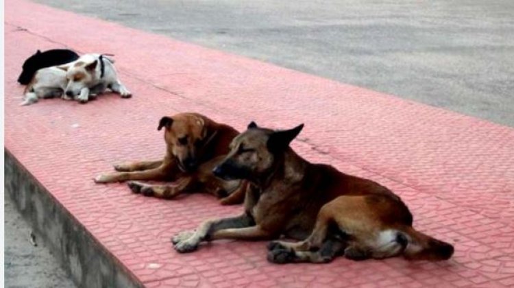 भटक्या कुत्र्यांच्या वाढत्या त्रासावर हायकोर्टाचे कठोर निर्देश; सरकारने ‘एबीसी’ (ABC) नसबंदी मोहीम आक्रमकपणे राबवावी