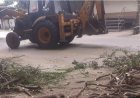 कोल्हापूर मनपाची विशेष मोहीम: १८० टन झाडांच्या फांद्यांचा उठाव