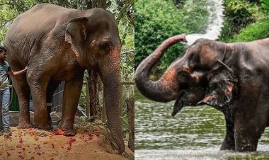 माधुरी हत्तीणीला वनतारामध्येच ठेवा; ‘पेटा’चं राज्य सरकारला पत्र, नांदणी मठात परत आणण्याच्या हालचालींना विरोध